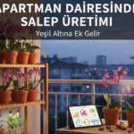 Evde ve Dairede Salep Üretimi